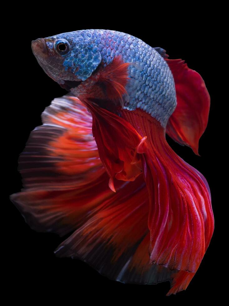 hermosa movimiento de azul rojo Betta pez, siamés luchando pez, Betta splendens aislado en negro antecedentes. estudio disparo. foto