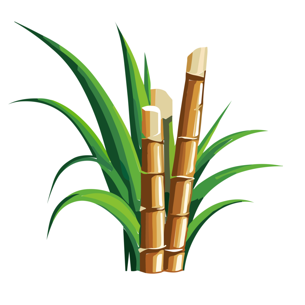Sugarcane Transparent Background AI Generative 32329518 PNG sugarcane-transparent-background-ai-generative-32329518-png