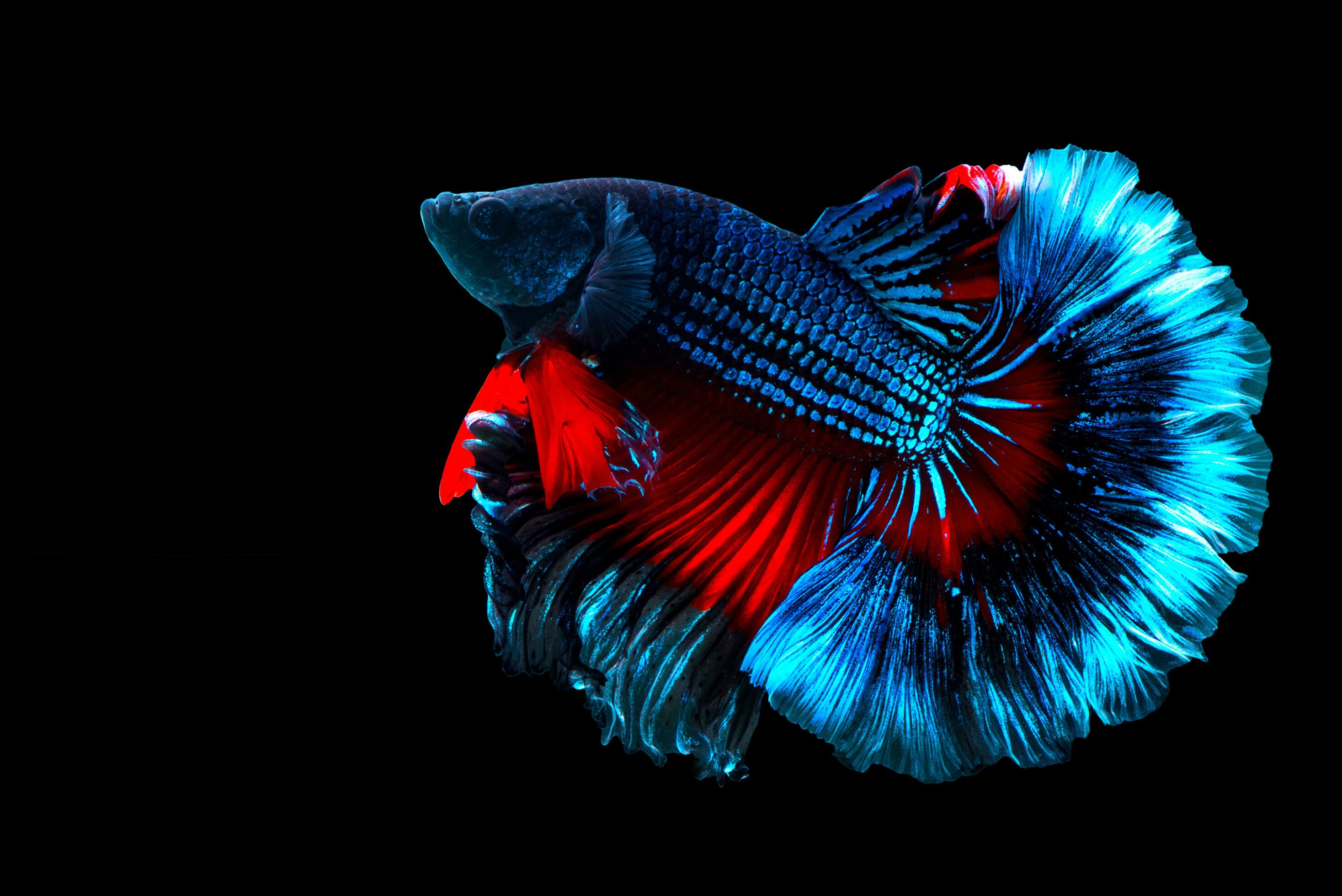 Red Blue betta fish Fancy Halfmoon Betta The moving moment beautiful of