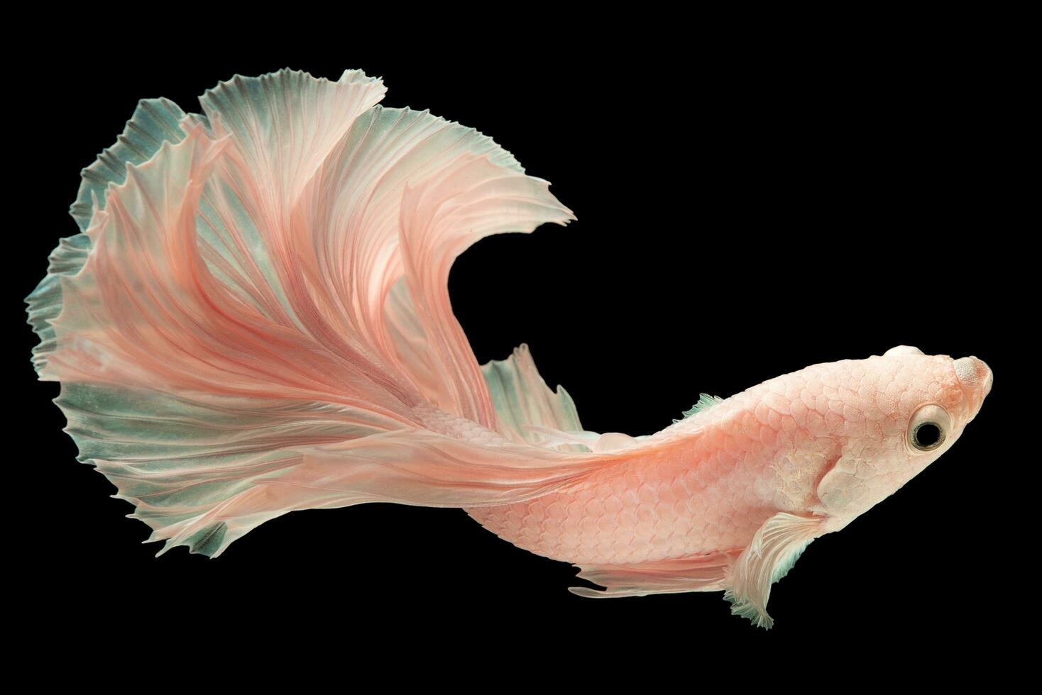 The light pink betta gracefully glides through the water its tail swaying in a mesmerizing fashion creating a captivating sight. photo