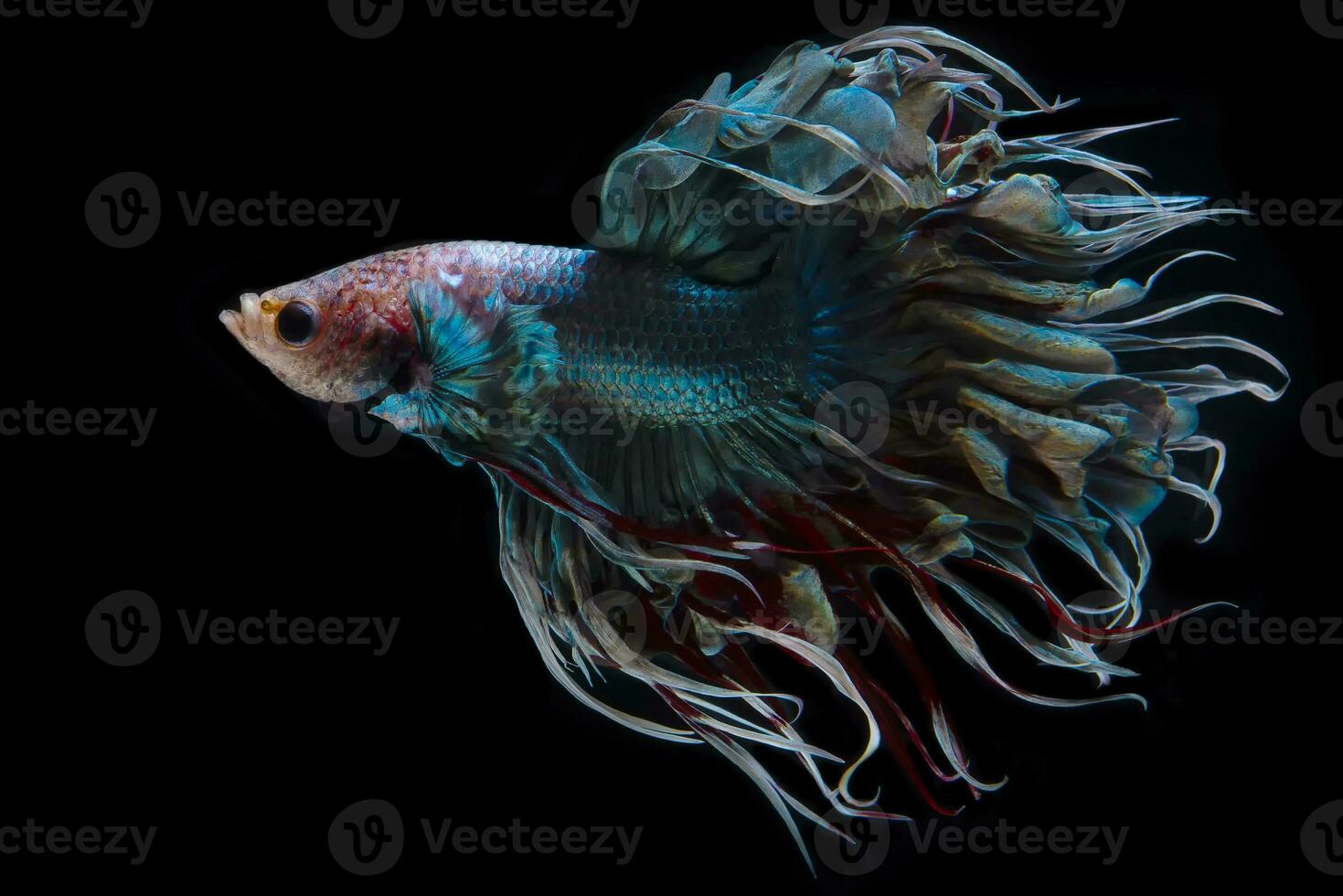 Closeup art movement of Multi colour betta fish,Betta fish, Siamese betta isolated on black background. photo