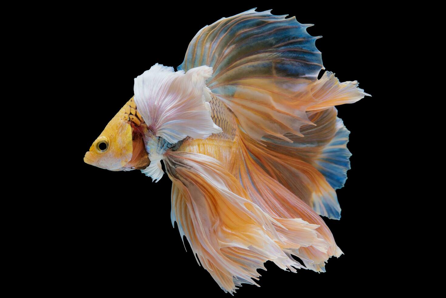 Beautiful movement of yellow betta fish, Siamese fighting fish, Betta splendens isolated on black background. Studio shot. photo