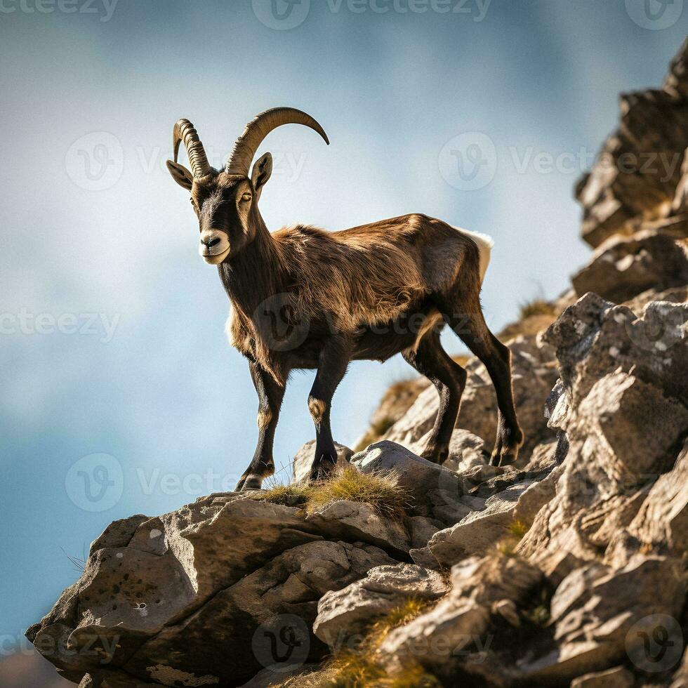 Majestic Ibex on a Cliff, Stunning Natural Light Generative AI Photography photo