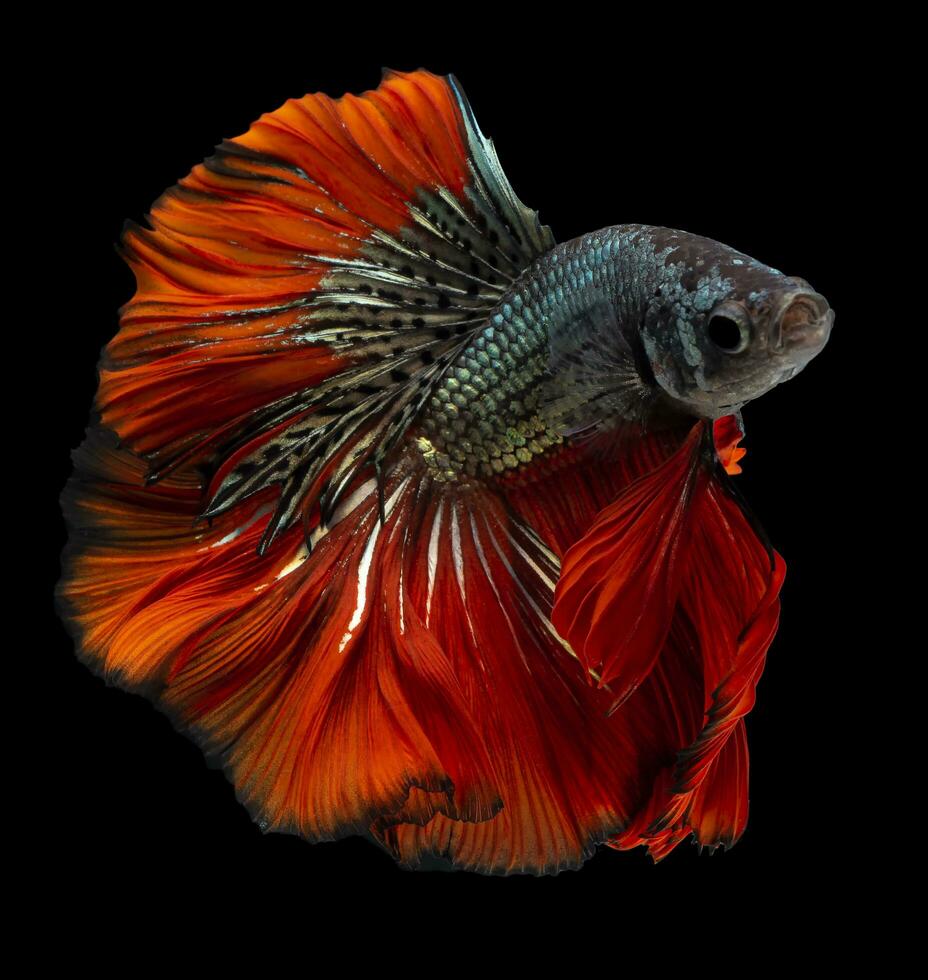 Beautiful movement of red blue Betta fish, Siamese fighting fish, Betta splendens of Thailand, isolated on black background. photo