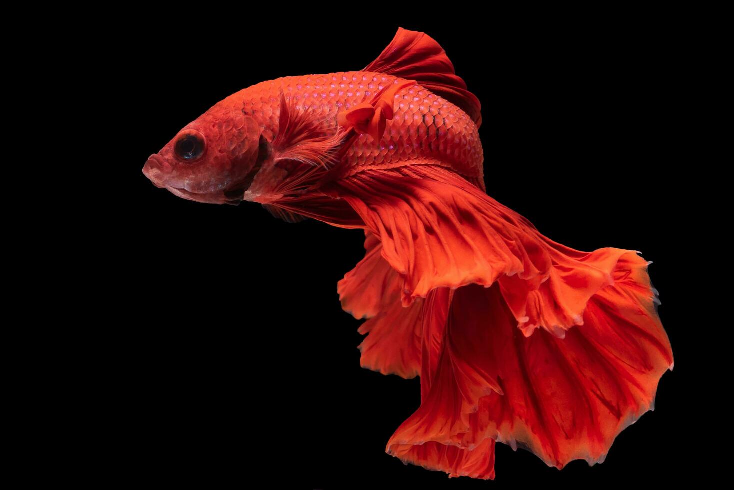 rojo color Betta brilla, movimiento de siamés luchando pez, Betta pescado, siamés Betta con negro antecedentes. foto