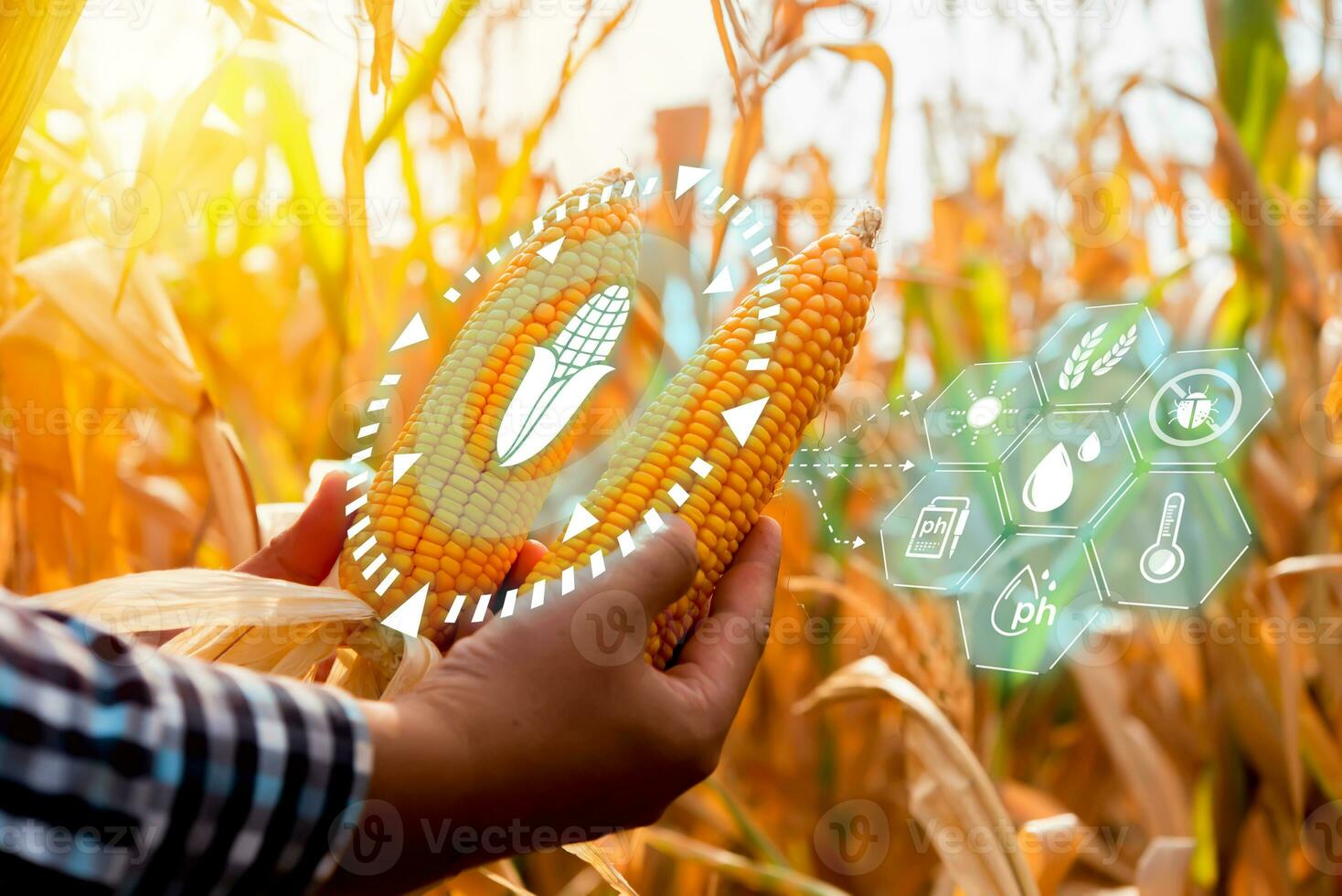 granjero comprobación maíz cosecha cultivado campo con inteligente agricultura interfaz iconos inteligente y nuevo tecnología para agricultura, gmo Ciencias en maíz campo concepto. foto