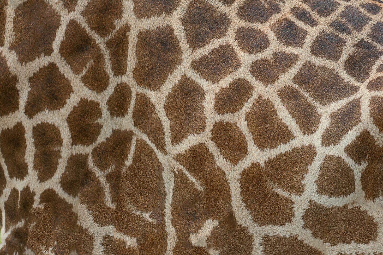 Beautiful pattern of giraffe skin for Background. photo