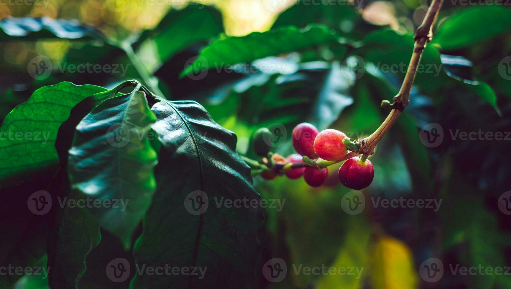 Close-up of red coffee beans ripening, fresh coffee, red berry branch,  agriculture on coffee tree photo