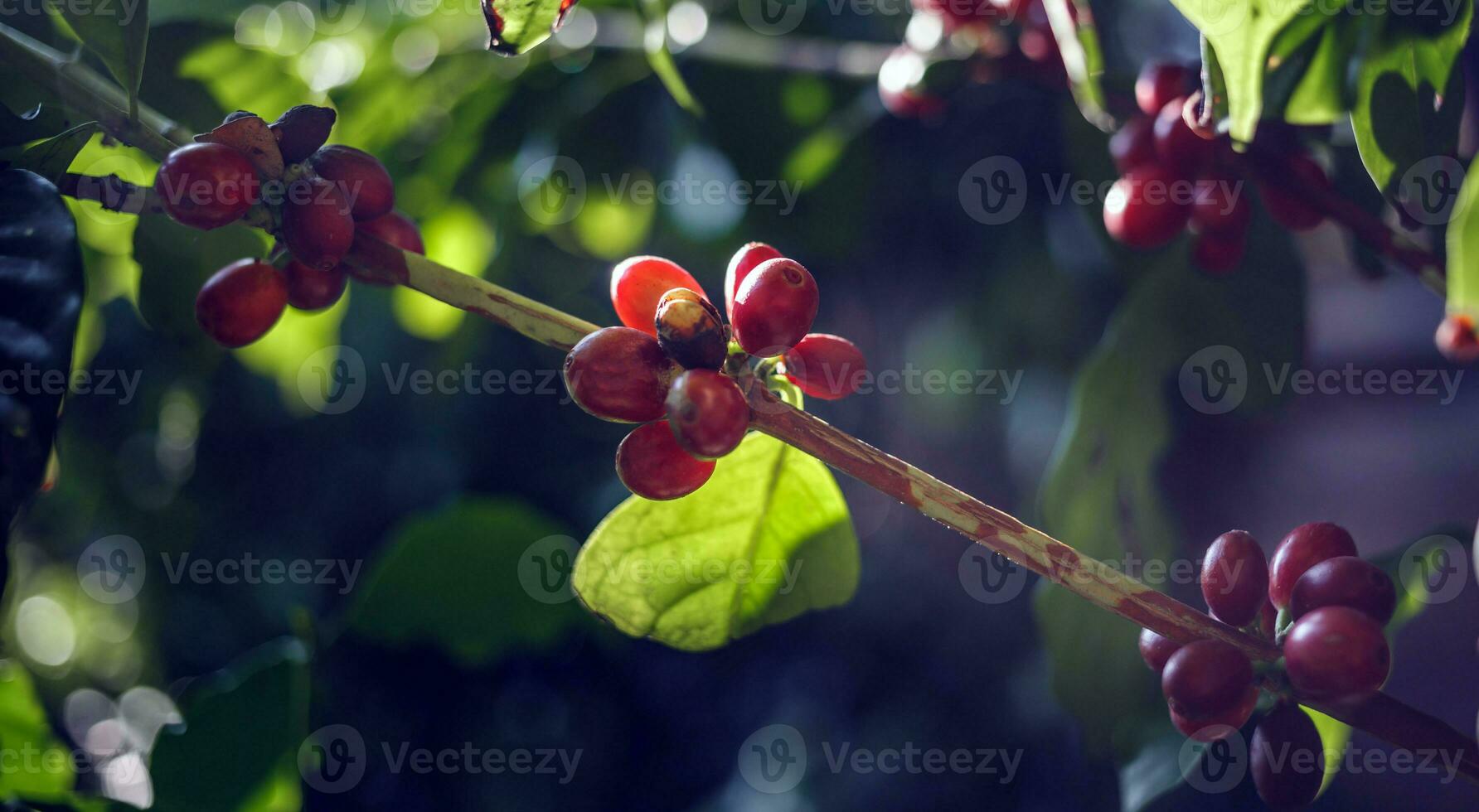 Close-up of red coffee beans ripening, fresh coffee, red berry branch,  agriculture on coffee tree photo