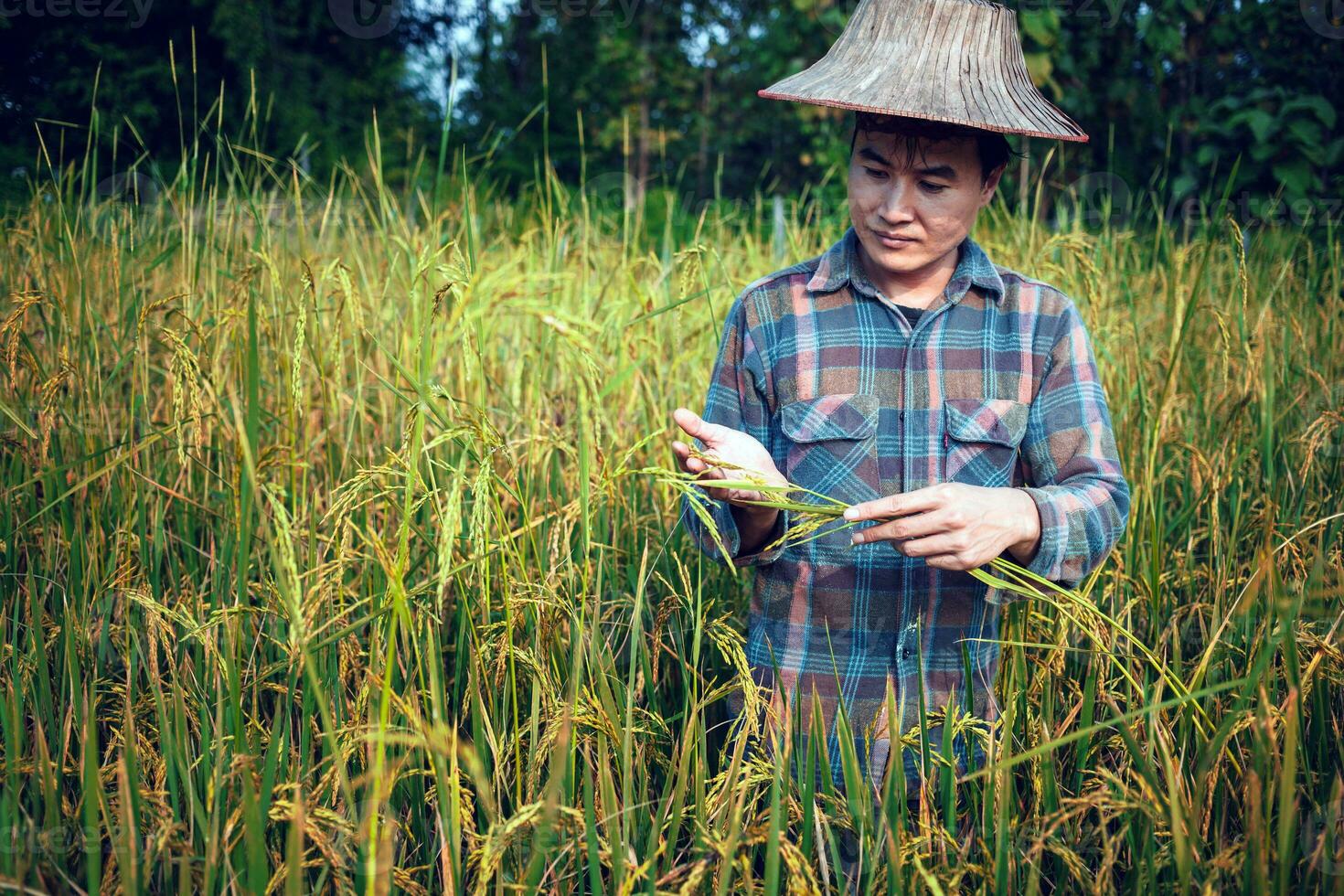 happy Asian man farmer harvesting rice in fram, a young farmer standing in a paddy field examining crops at sunset. photo