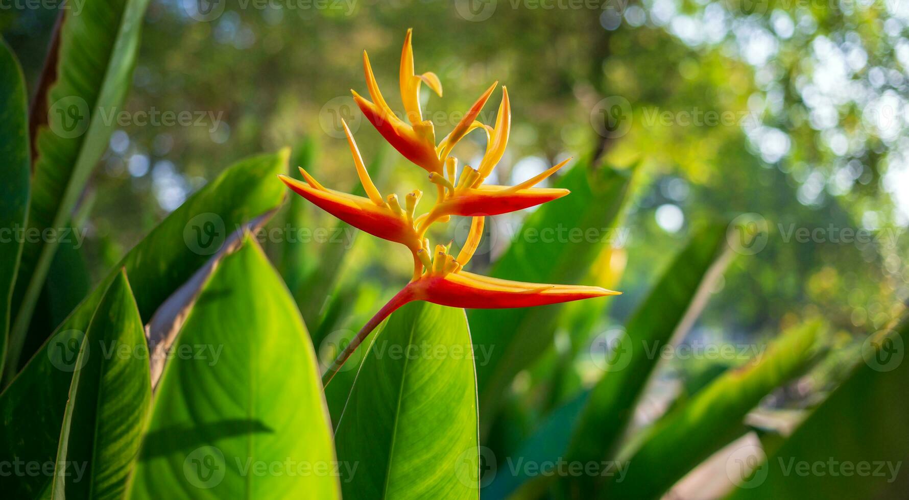 Beautiful Heliconia flower on light and dark tropical leaf nature background. photo