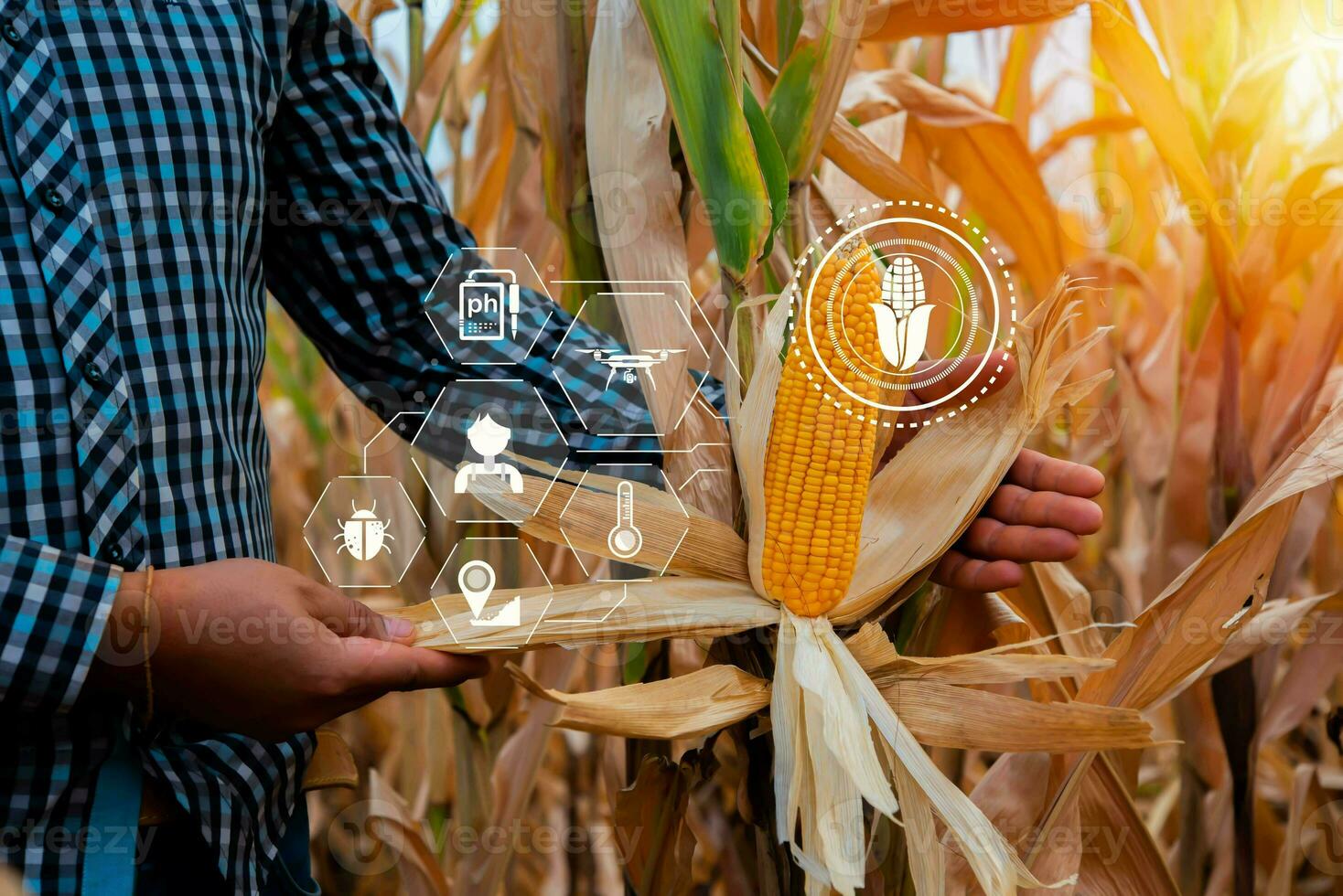 Farmer checking corn crop cultivated field with smart farming interface icons. Smart and new technology for agriculture, GMO science in corn field concept. photo