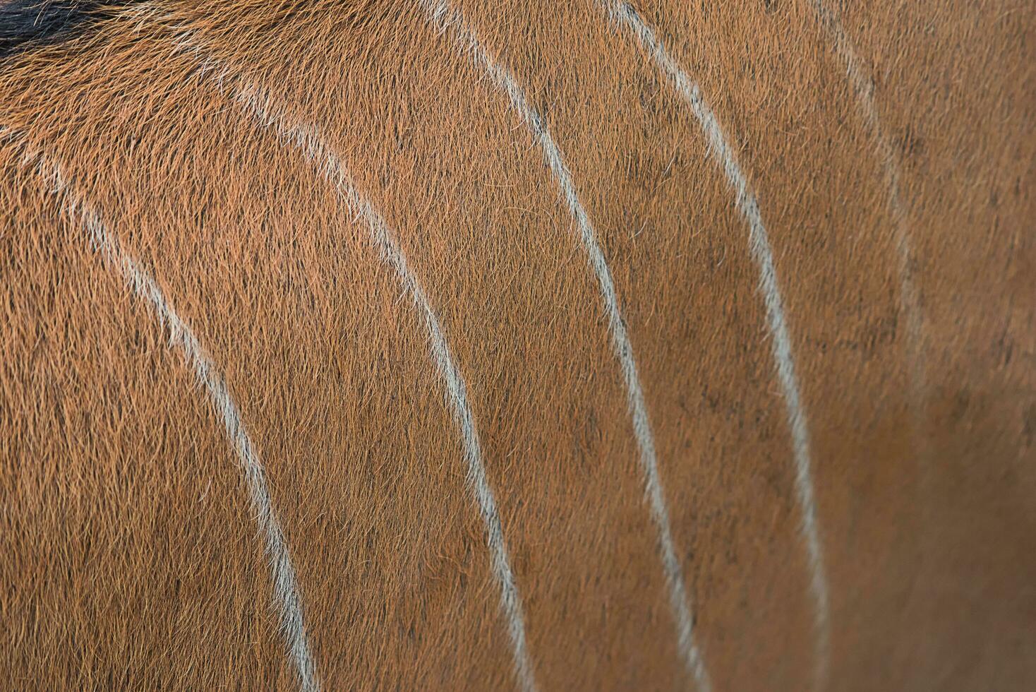 Beautiful pattern of deer skin for Background. Deer fur texture, Skin pattern. Abstract of animal brown hair-Image photo