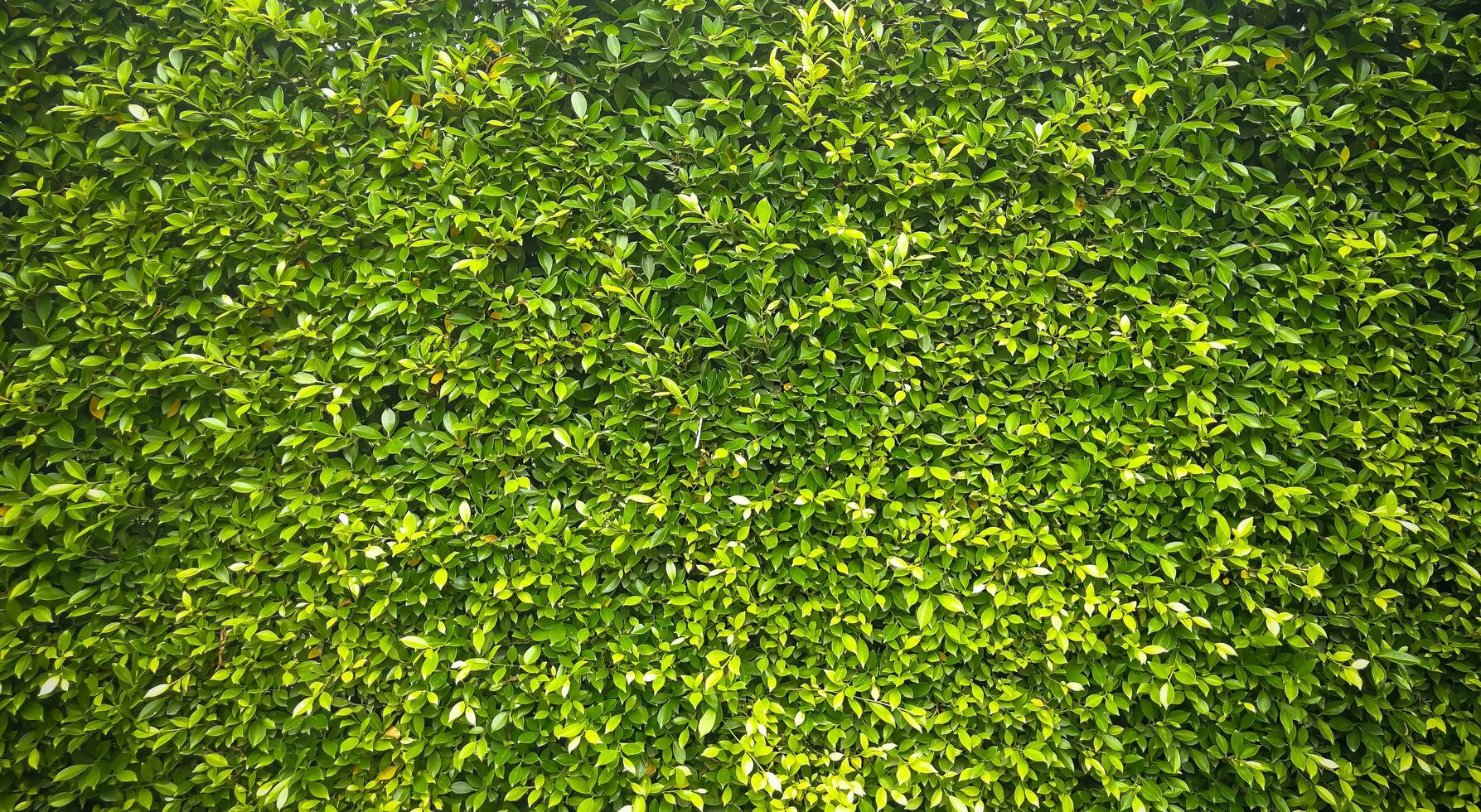 green grass texture, Green grass seamless texture, panoramic banner background, Green Leaves background photo