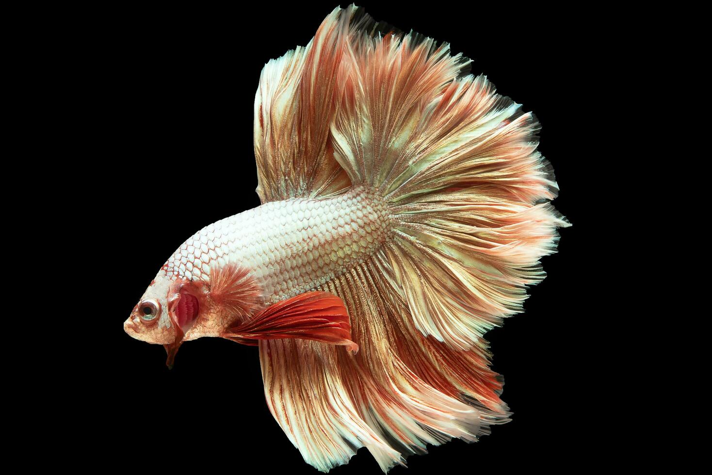 The vibrant hue of the betta fish stands out brilliantly against the black canvas creating a striking contrast that accentuates its beauty and elegance. photo