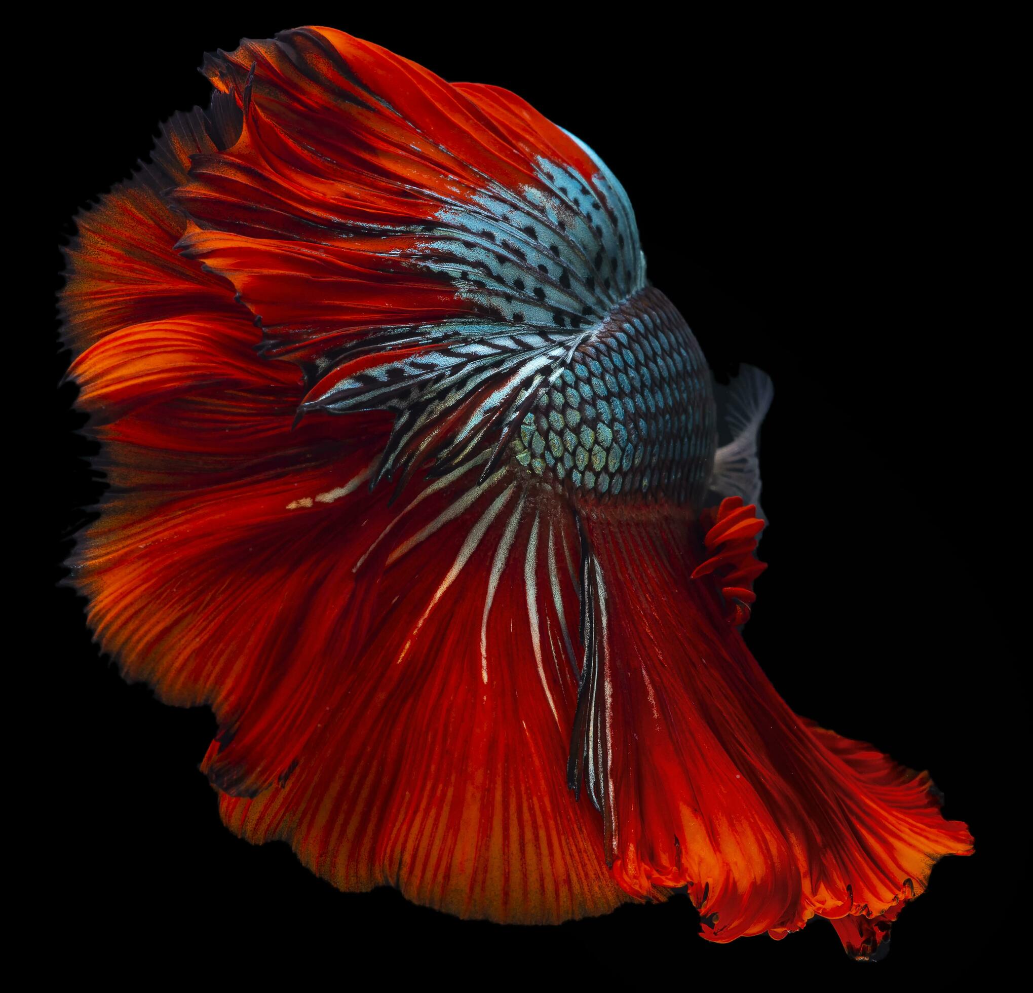 Beautiful movement of red blue Betta fish, Siamese fighting fish tail, Betta  splendens of Thailand, isolated on black background. 32331340 Stock Photo  at Vecteezy