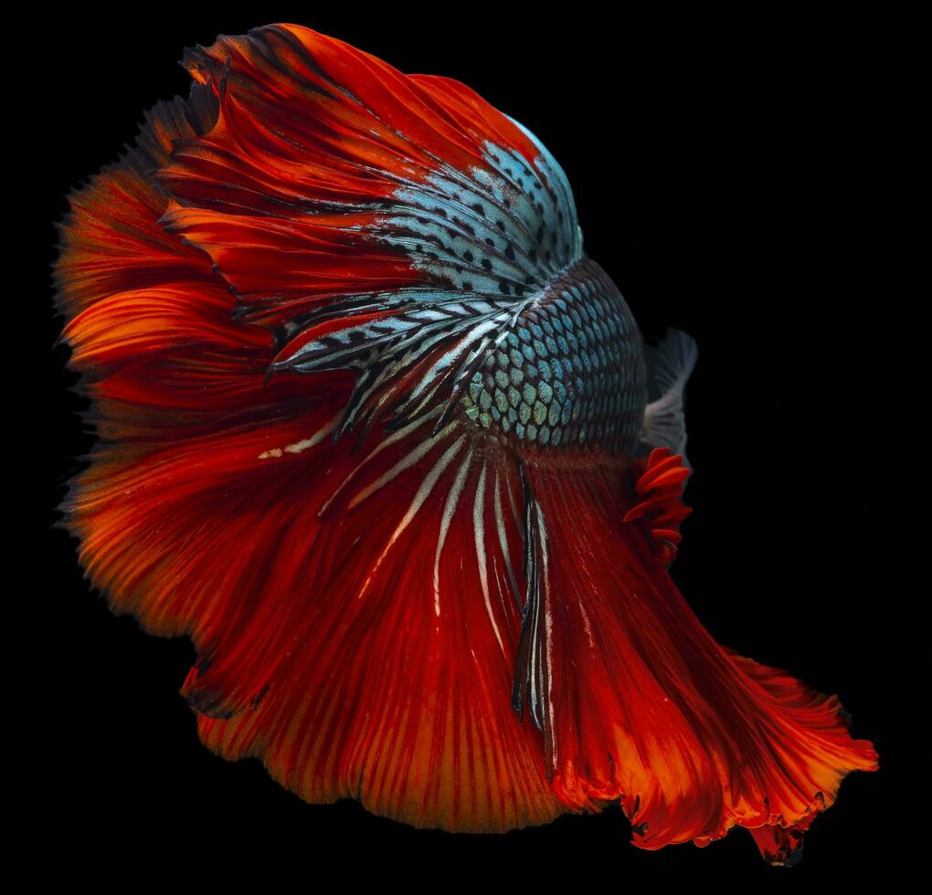 Beautiful movement of red blue Betta fish, Siamese fighting fish tail, Betta splendens of Thailand, isolated on black background. photo