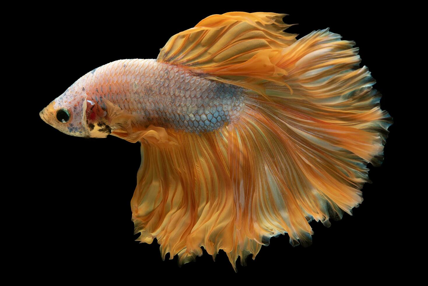 The orange tailed betta fish glides through the water its luxurious tail trailing behind it symbolizing opulence and grandeur. photo