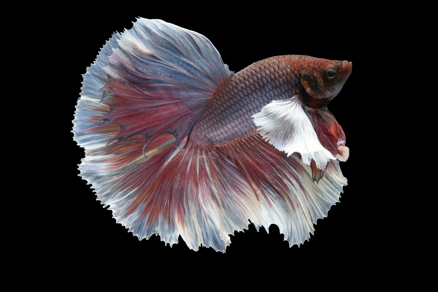 Beautiful movement of red white betta fish, Siamese fighting fish, Betta splendens isolated on black background. Studio shot. photo