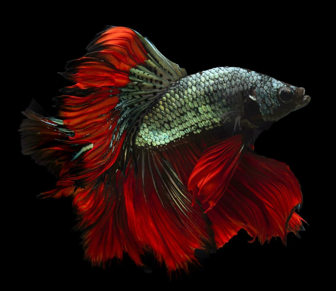 hermosa movimiento de rojo azul Betta pez, siamés luchando pez, Betta splendens de tailandia, aislado en negro antecedentes. foto