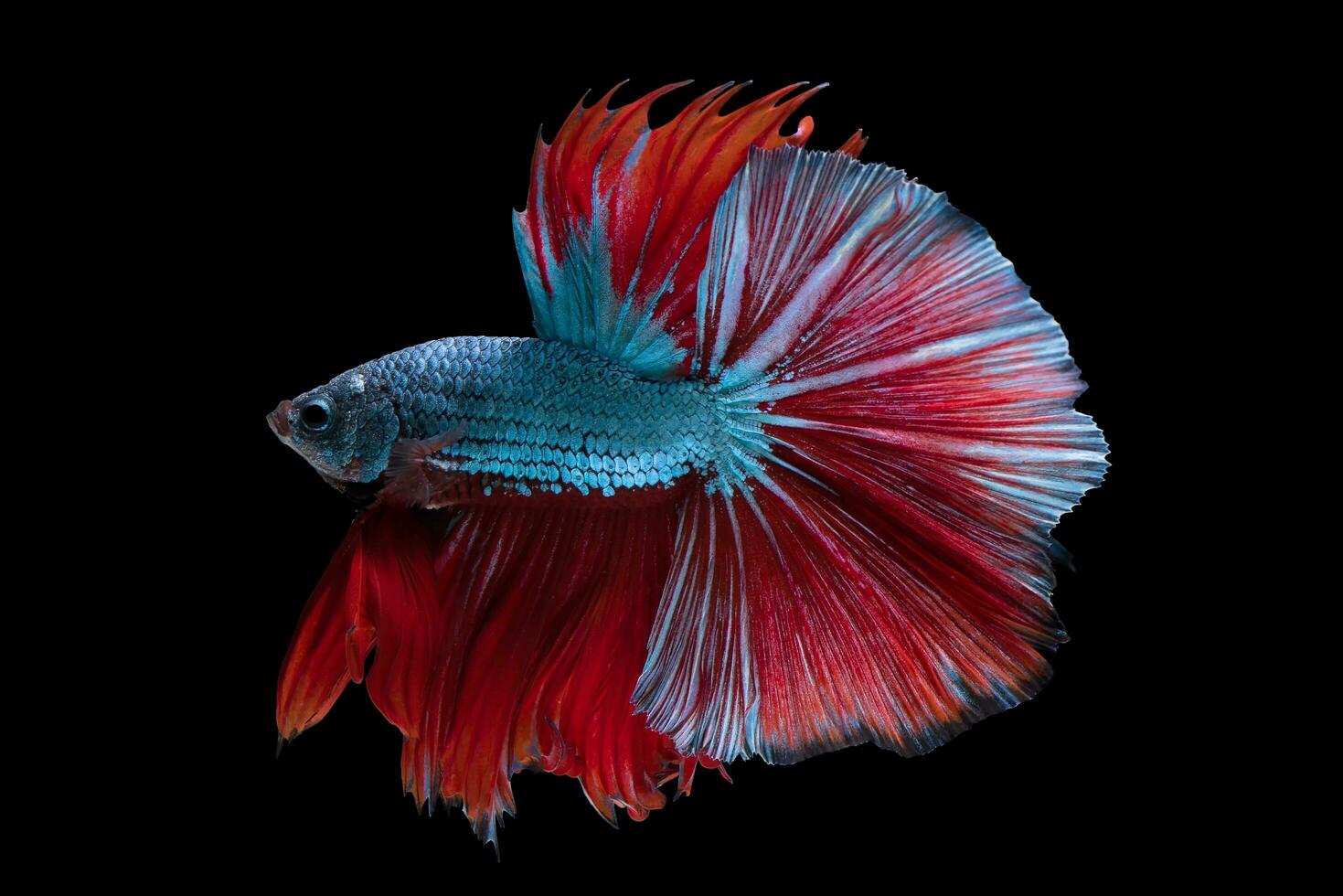 Beautiful movement of blue red betta fish, Siamese fighting fish, Betta splendens isolated on black background. Studio shot. photo