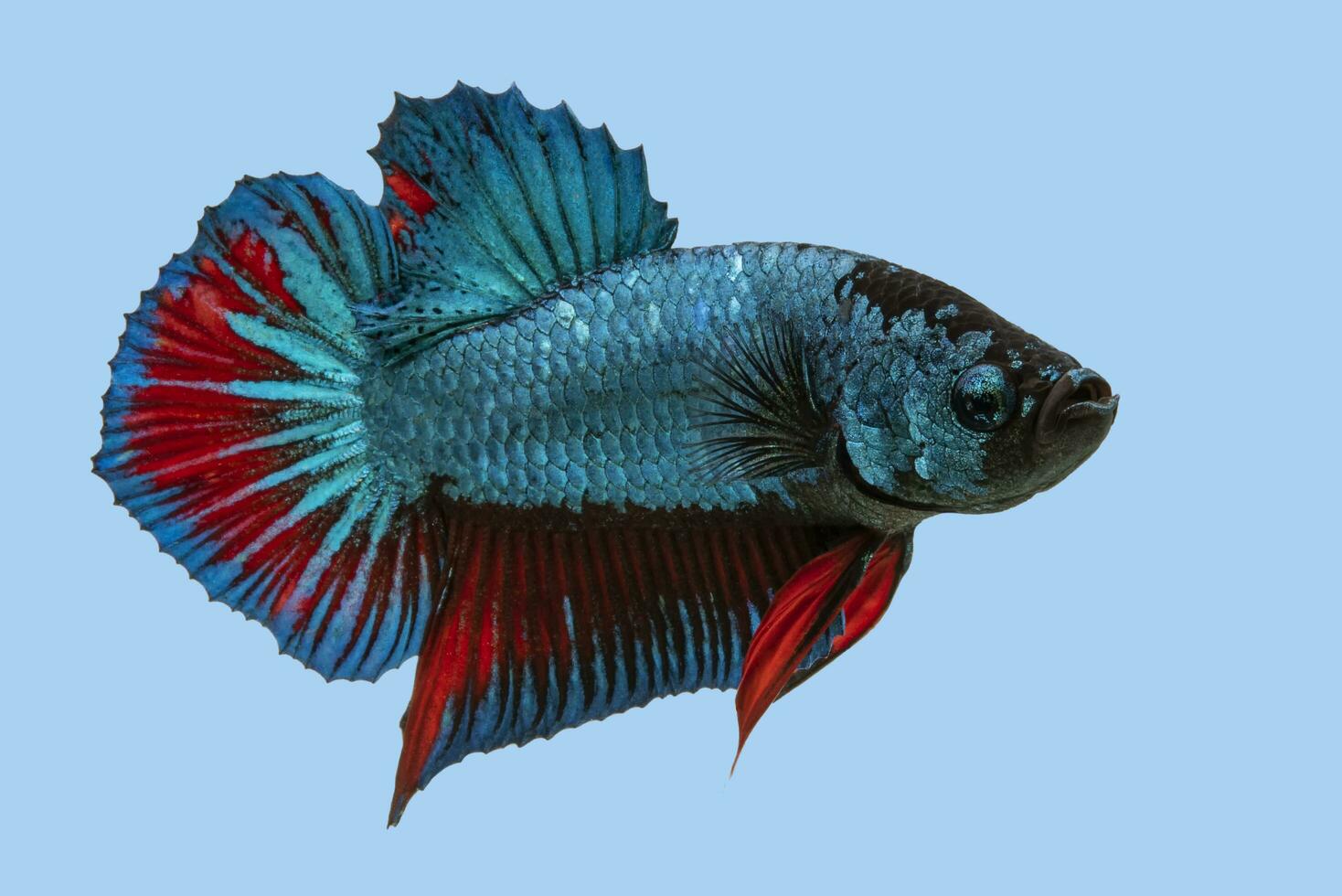 Beautiful of blue betta fish, Siamese fighting fish short tail, Betta splendens isolated on blue background. Copy space. photo