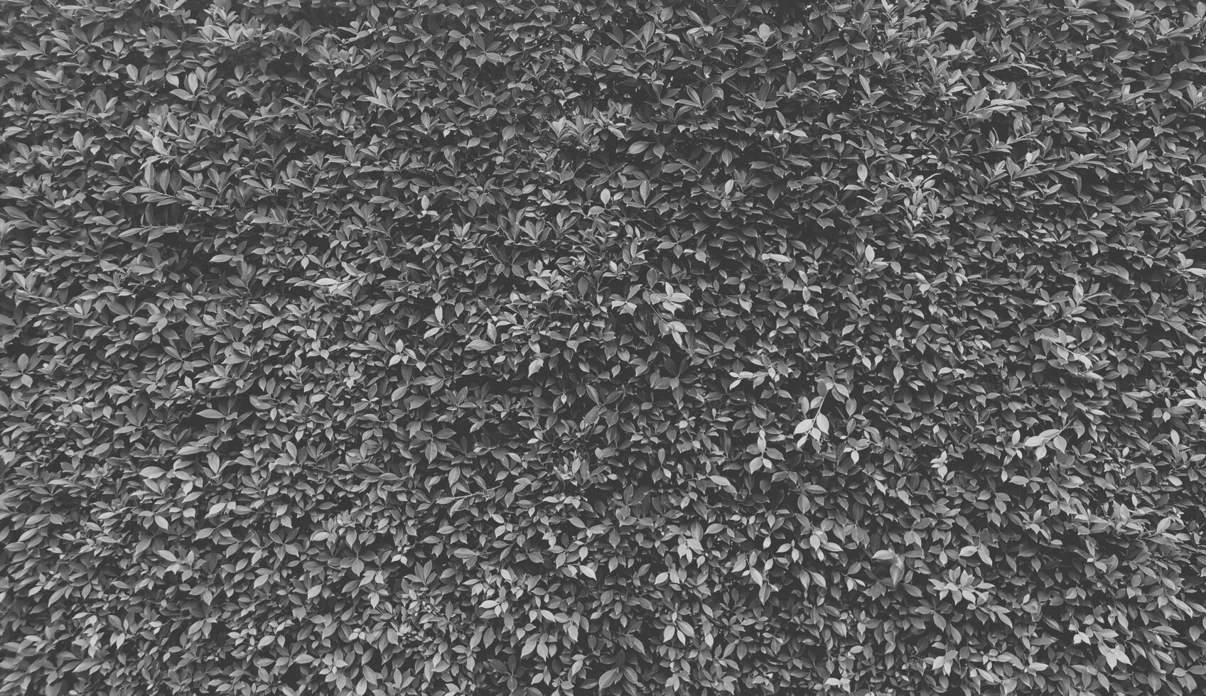 Gray grass texture, black and white grass seamless texture, panoramic banner background,  Leaves background photo
