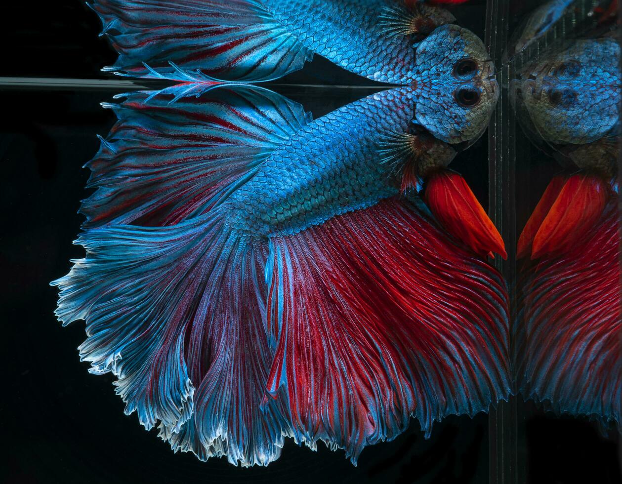 hermosa azul Betta pescado son viniendo arriba y respiración. siamés luchando pez, Betta splendens de Tailandia en negro antecedentes. foto