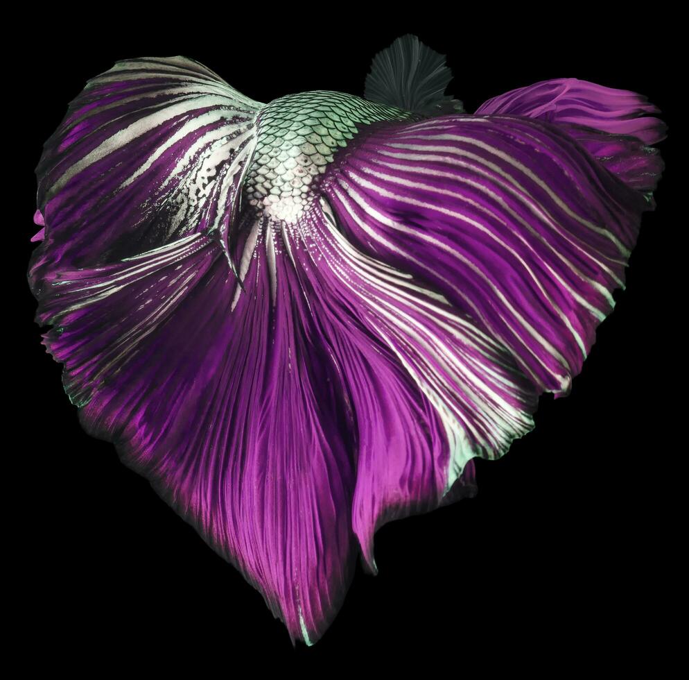 Beautiful movement of purple betta, Fancy Halfmoon Betta, The moving moment beautiful of green violet Siamese Fighting fish, Betta splendens, Rhythmic of Betta fish isolated on black background. photo