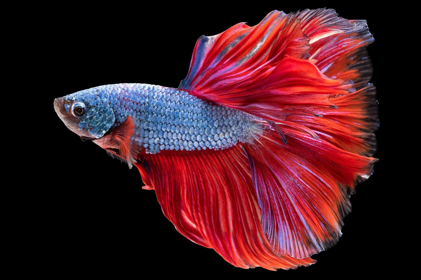 Against the dark and mysterious black backdrop the betta fish's blue body and red tail form an enchanting visual spectacle that highlights the inherent beauty of this majestic creature. photo