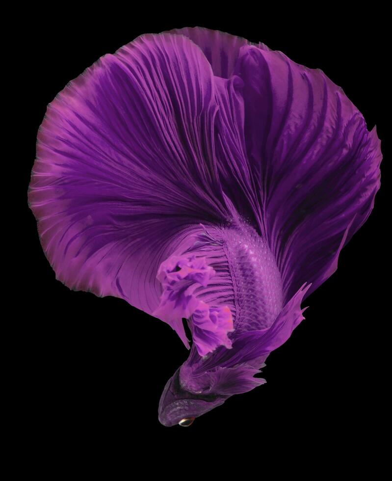 Beautiful movement of Pink purple betta fish, Fancy Halfmoon Betta, The moving moment beautiful of Siamese Fighting fish, Betta splendens, Rhythmic of Betta fish isolated on black background. photo