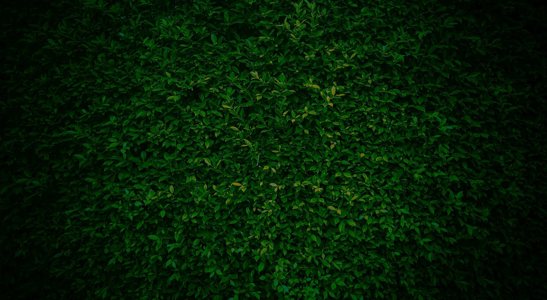 green grass texture, Green grass seamless texture, panoramic banner background, Green Leaves background photo