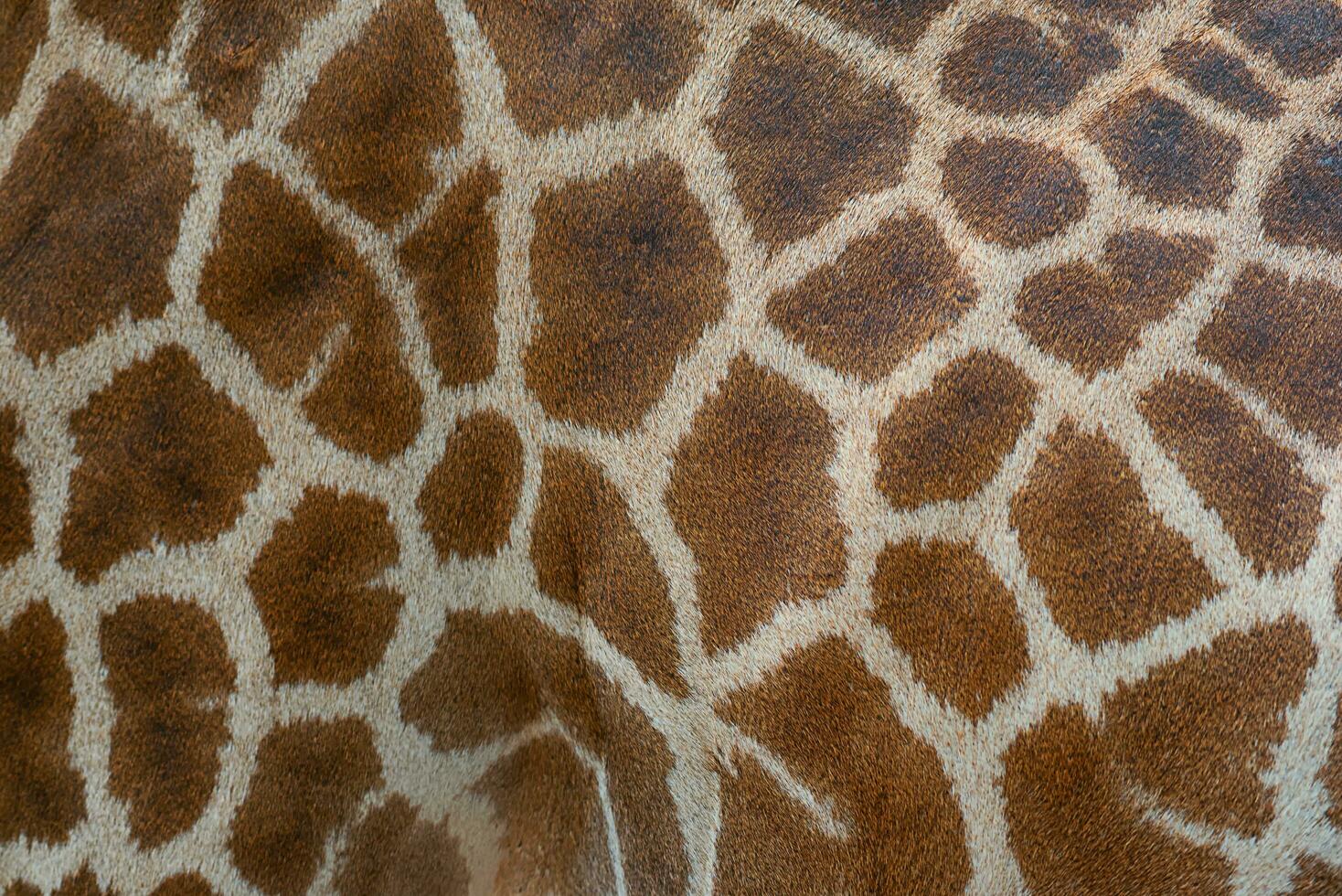 Beautiful pattern of giraffe skin for Background. photo