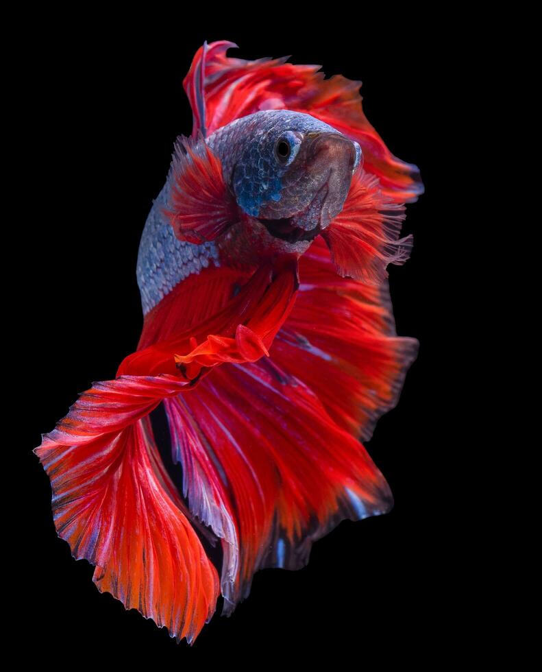 Beautiful movement of blue red betta fish, Siamese fighting fish, Betta splendens isolated on black background. Studio shot. photo