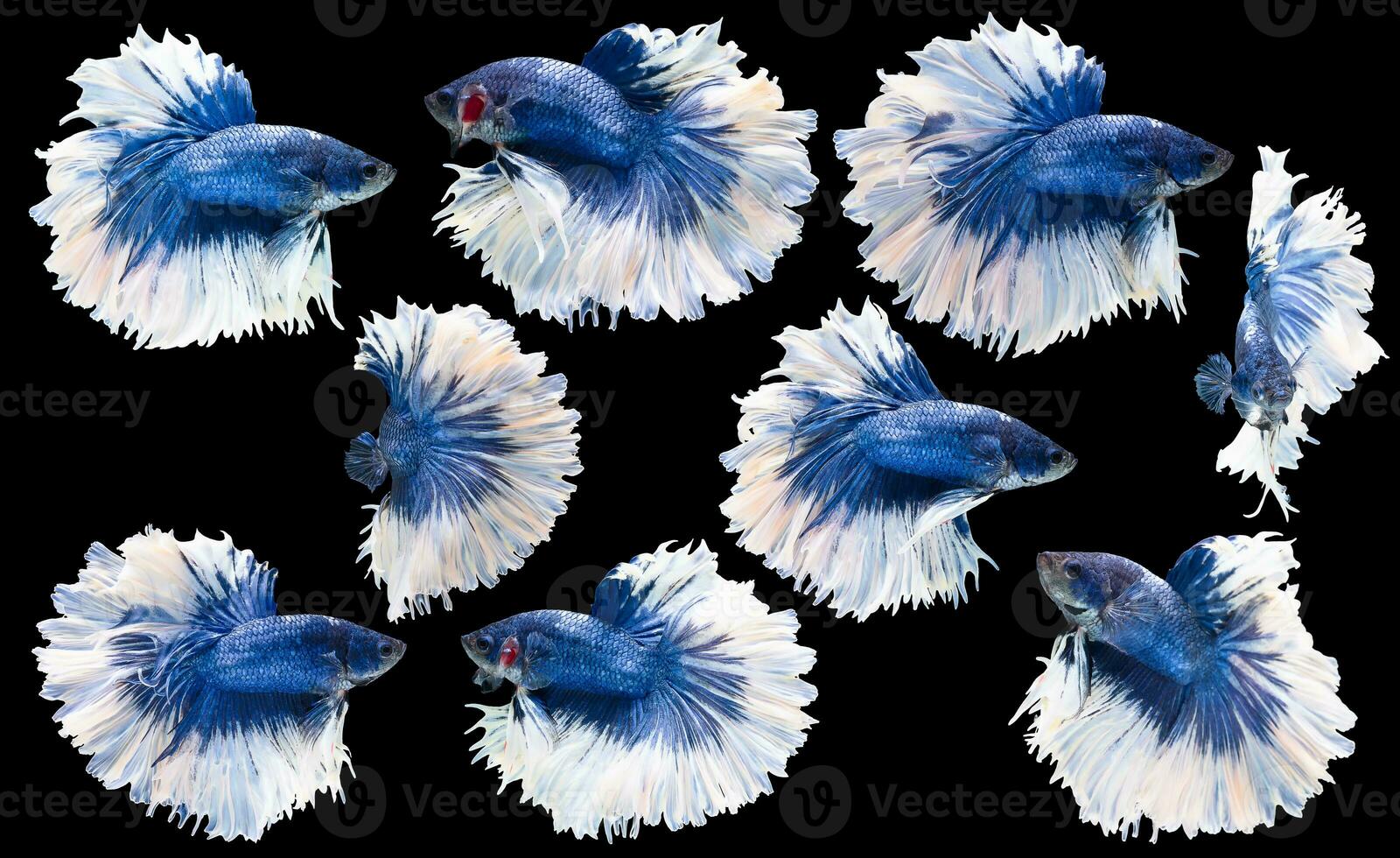 Set of beautiful nine betta fish, Collection movement of blue white Betta, Siamese fighting fish, Halfmoon betta, Rhythmic of betta splendens isolated on black background. photo