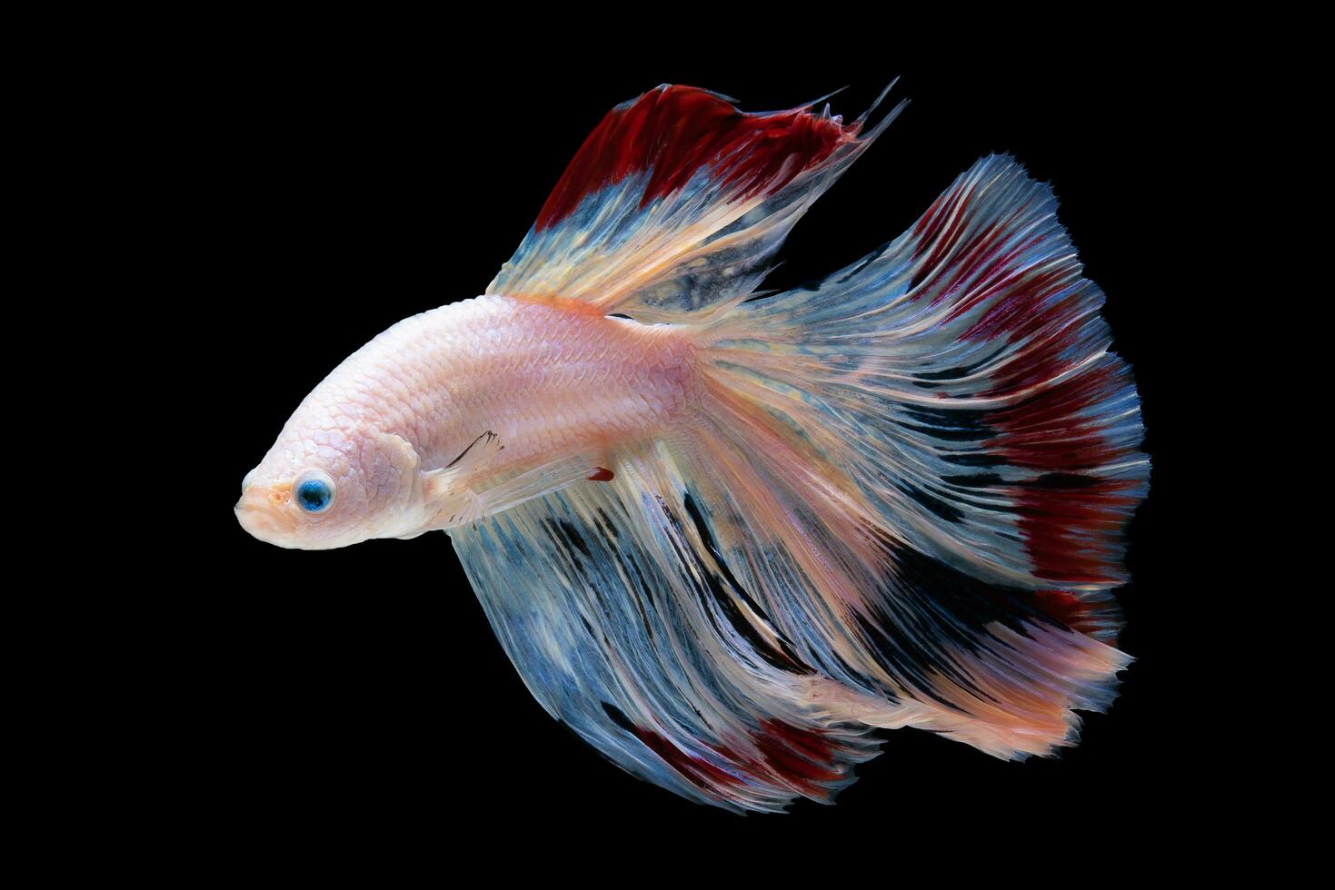Multi color Siamese fighting fish,fighting fish, Betta splendens, Betta fish on black background photo
