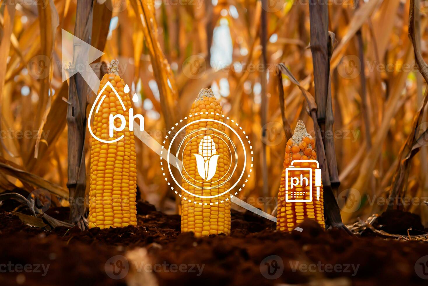 Efficient corn cultivation ,corn crop cultivated field with smart farming interface icons. Smart and new technology for agriculture with growth graph. photo