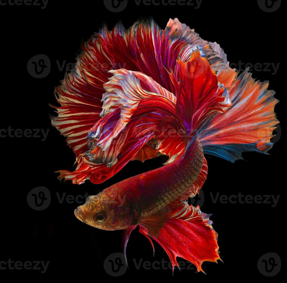 Beautiful movement of red Siamese fighting fish, betta splendens, isolated on black background. photo