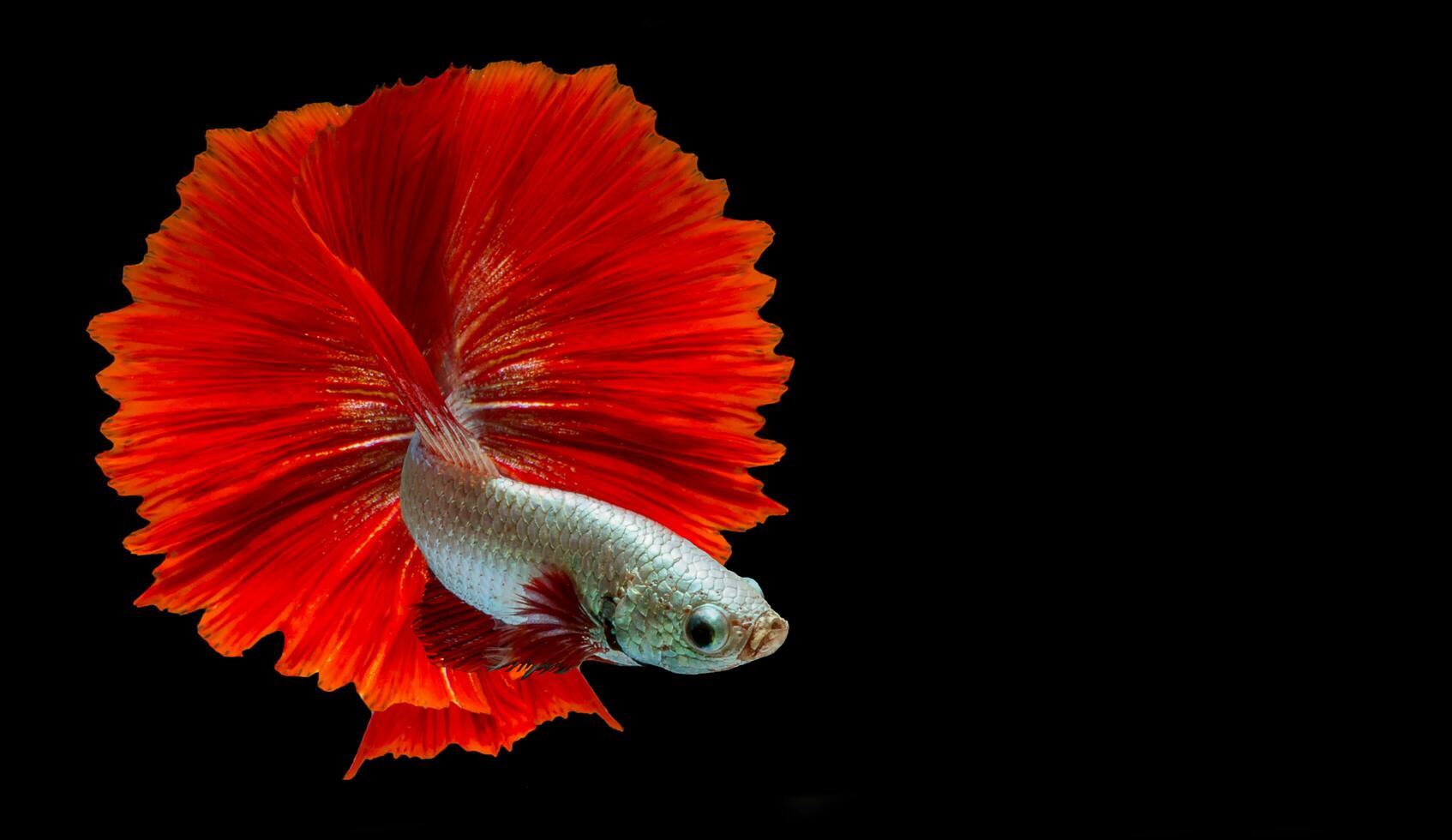 Red betta fish Fancy Halfmoon Betta, The moving moment beautiful of Siamese Fighting fish in Thailand. Betta splendens Pla-kad, Rhythmic of Betta fish isolated on black background photo