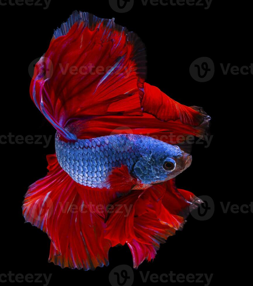 hermosa movimiento de rojo azul Betta pez, rítmico cerca arriba de siamés luchando pez, Betta brilla, media Luna Betta de tailandia, aislado en negro antecedentes. foto