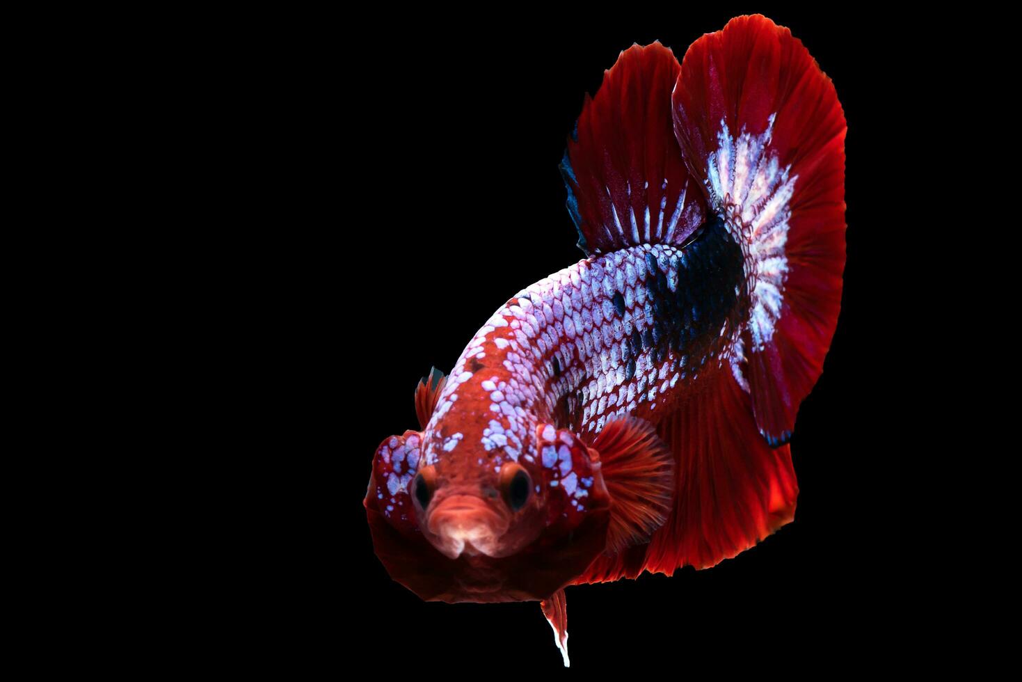 The brilliant blue body of the betta fish serves as a captivating canvas for its fiery red tail standing out in stark contrast against the dramatic black setting. photo