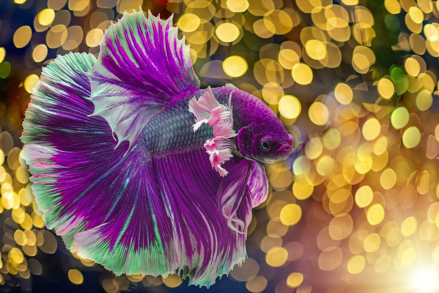 hermosa púrpura Betta pez, Violeta siamés luchando pez, Betta splendens de Tailandia con resumen vistoso ligero bokeh fondo, Brillantina desenfocado y centelleante luces, creativo Betta concepto. foto