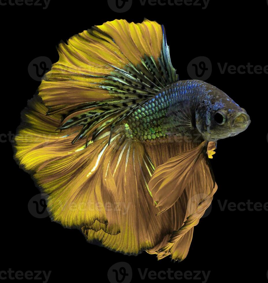 hermosa movimiento de amarillo azul Betta pez, siamés luchando pez, Betta splendens de tailandia, aislado en negro antecedentes. foto