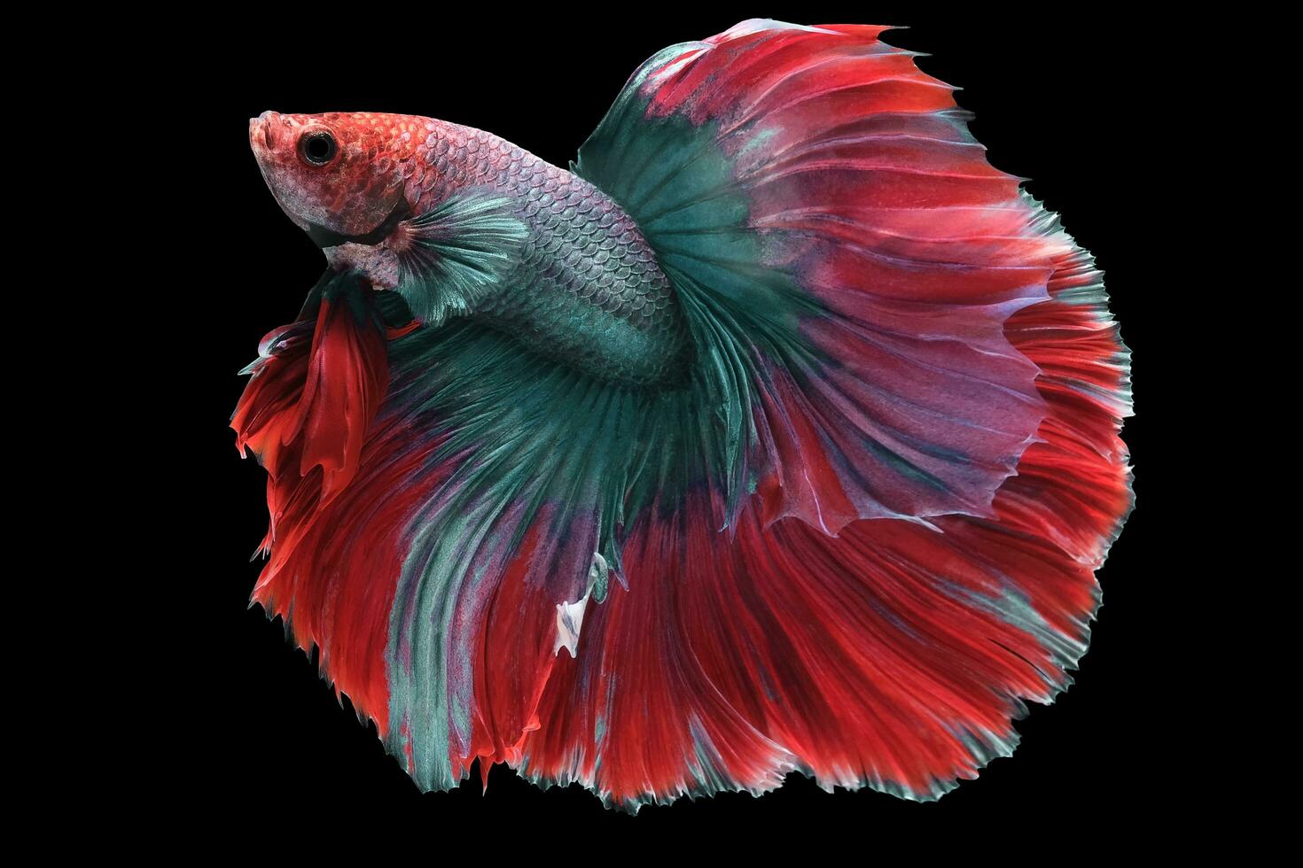 Colorful movement of Siamese fighting fish, Betta fish, Siamese betta isolated on black background. photo