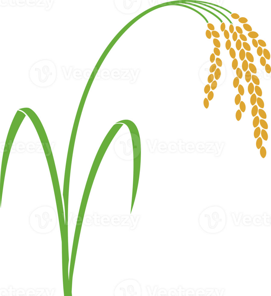 Rice Plant PNG Illustration