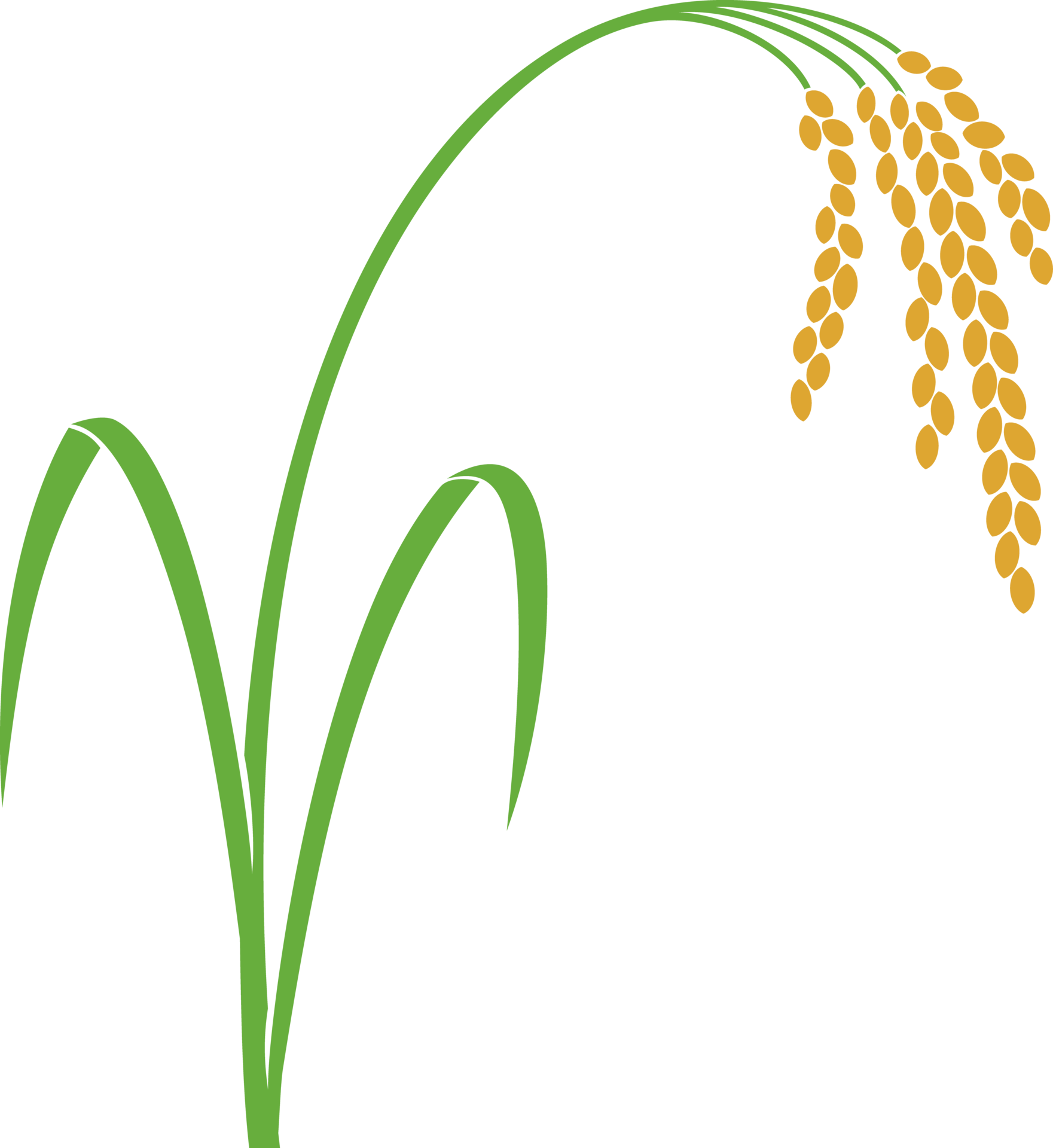 Rice Plant Png Illustration 32332555 Png