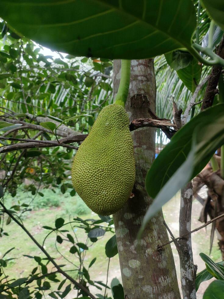 Jackfruit on tree photo