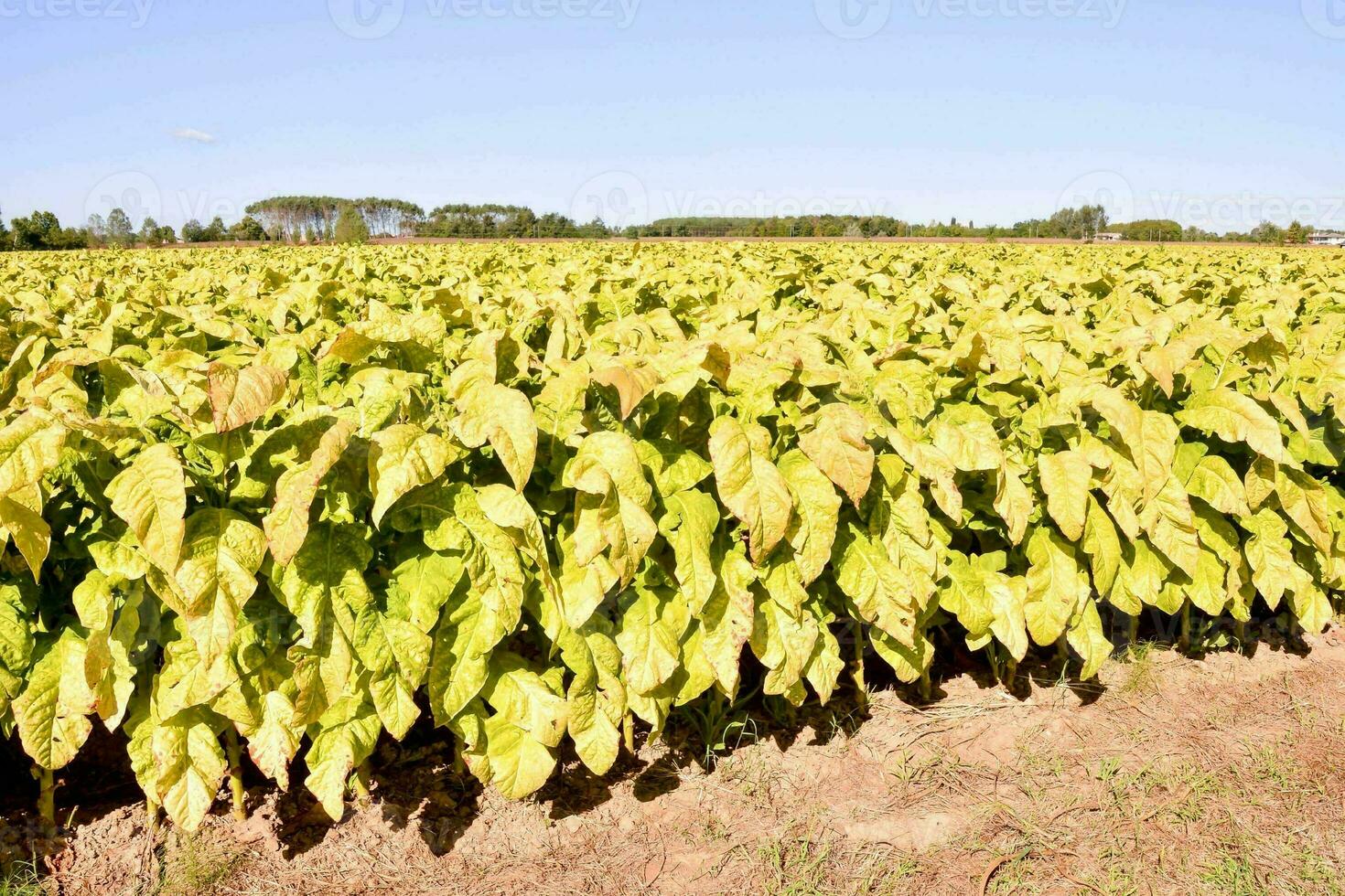 a field of tobacco plants with yellow leaves photo