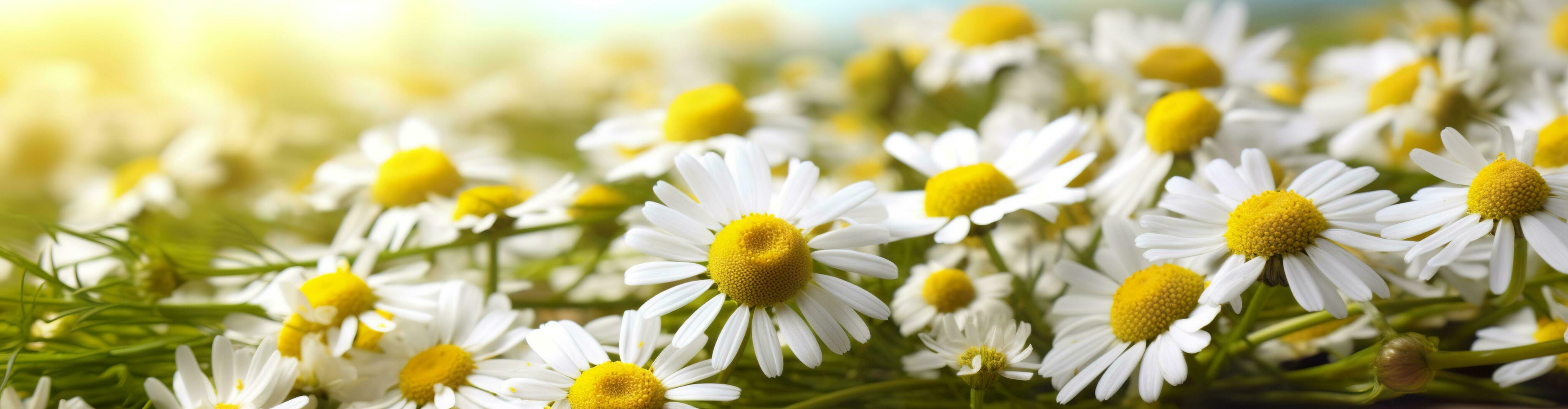 Chamomile flower for a banner. Generative AI photo