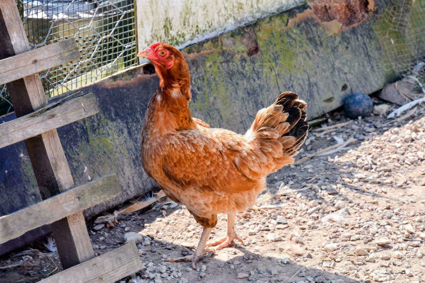 Chicken on the farm photo